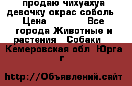 продаю чихуахуа девочку,окрас соболь › Цена ­ 25 000 - Все города Животные и растения » Собаки   . Кемеровская обл.,Юрга г.